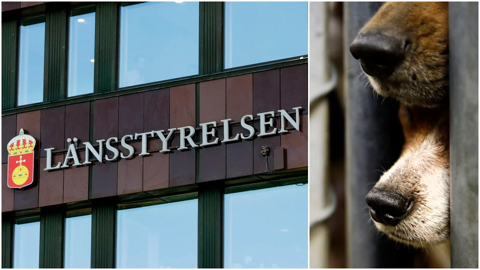 Två personer som föder upp hundar i Enköping har anmälts för brott mot djurskyddslagen av länsstyrelsen. Paret har fött upphundar utan tillstånd och inte gett hundarna den vård de behövt.