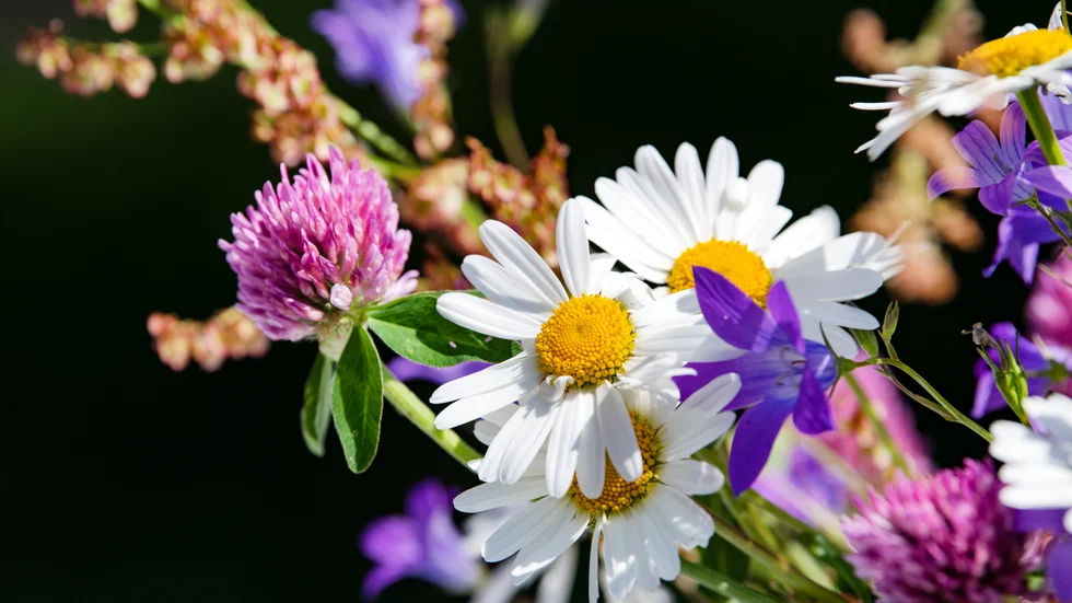 Lagom till midsommar övergår björkpollen i gräspollen, samtidigt minskar pollenhalterna till lägre nivåer. Arkivbild.