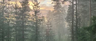 Läsarbilden: Älvorna dansar