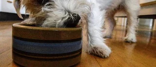 Lider din hund av övervikt?