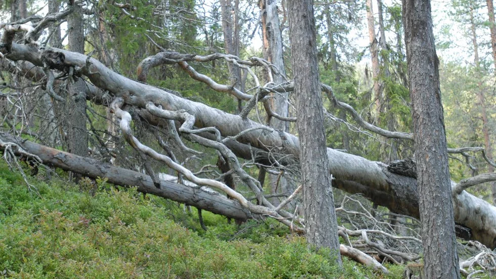 Sveaskog. Sluta tricksa med målklasser och naturvärdesbedömningar, uppmanar insändarskibenten Björn Mildh.