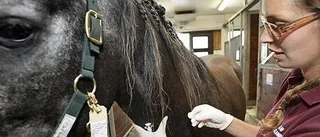 Jakten på hästsmittan - strikt hygien på SLU