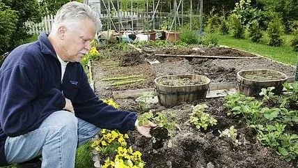 Lars-Göran Larsson vid jordgubbslandet där det förmodade vildsvinet farit fram.