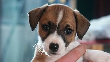 Vad ska valpen heta? Det blir allt vanligare att ge hunden ett människonamn.