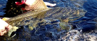 De vill odla fisk i Luleåregionen