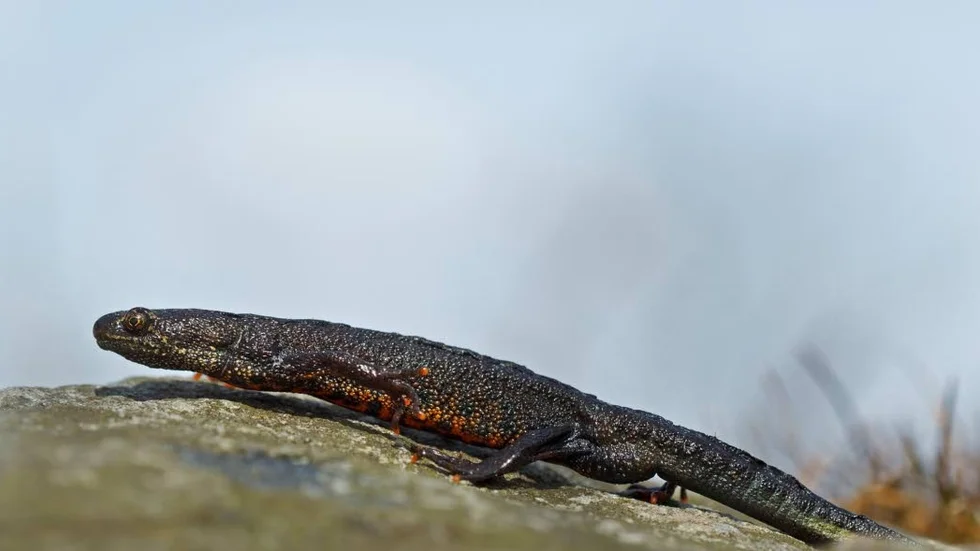 Genrebild - salamander.