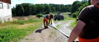 Kalv räddad ur gödselbrunn