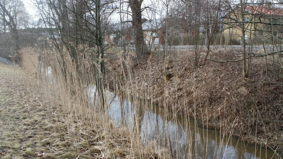 En skadad bäver som observerats i Knivstaån avlivades av kommunjägare.