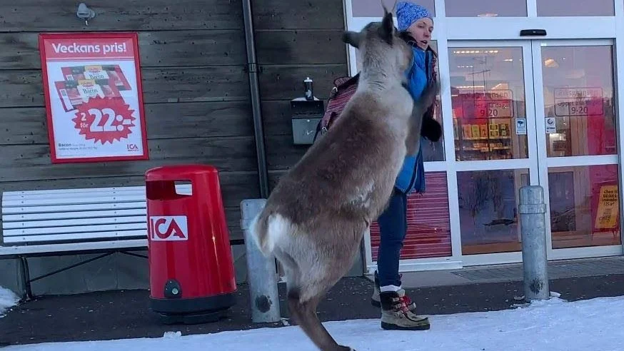 Renen gjorde ett utfall med framhovarna när Sandra Nilsson Tuisku försökte köra iväg den.