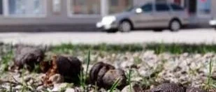 Många klagomål mot hundbajs