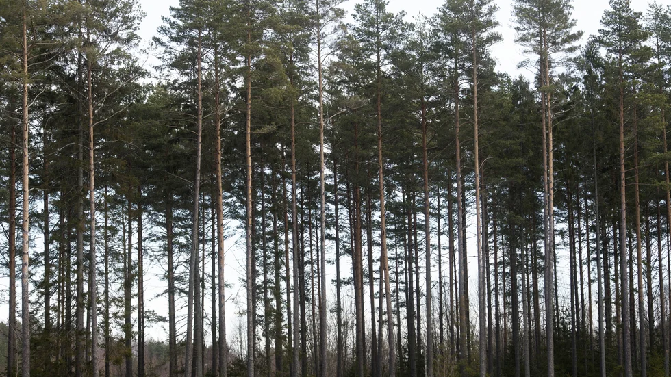 Råvara, jaktmark, rekreation och naturvård är alla exempel på vad de gotländska skogsägarna använder sin skog till. 