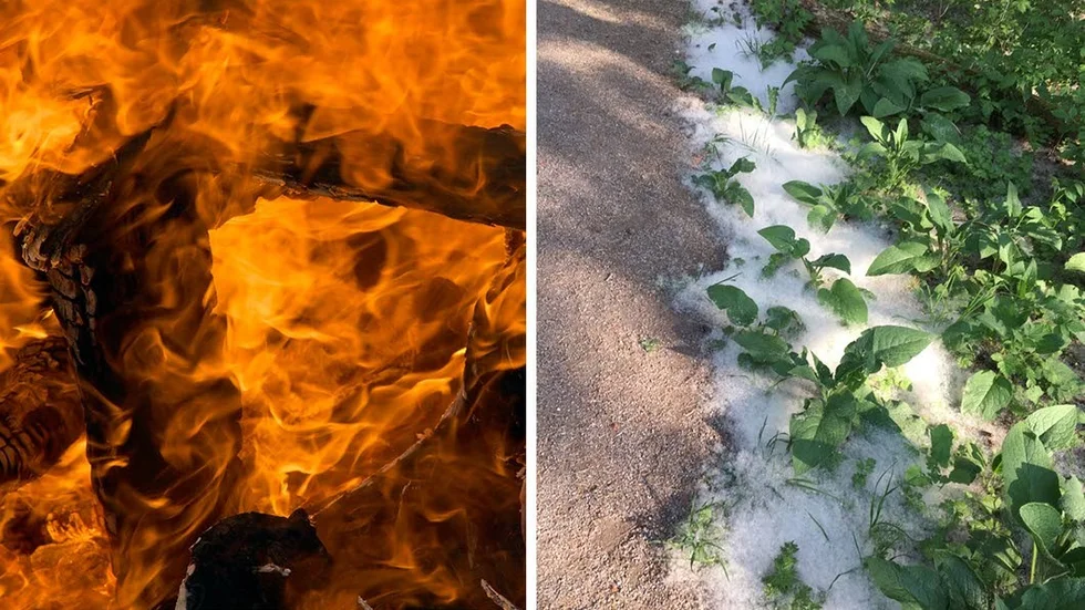 Bränder sprids i det vita luddet från aspträden.