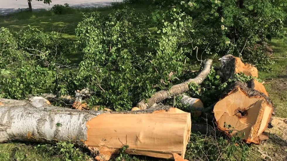 Blixtnedslaget träffade en grov björk, som knäcktes.