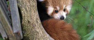 Pandadrama med lyckligt slut