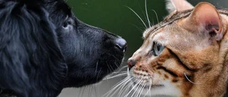  Lex Maja-anmälningar om vanvårdad katt och hund på boenden – kommunens personal slår larm
