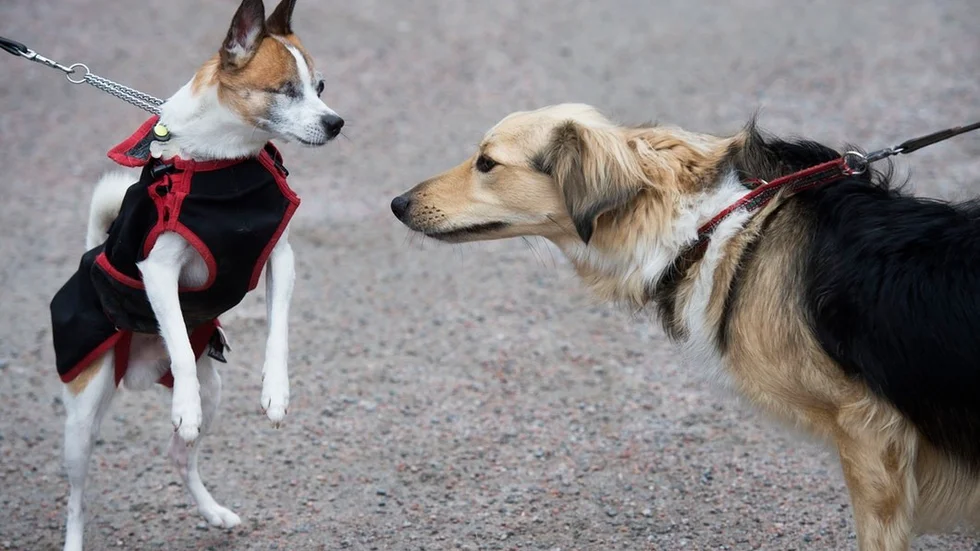 Respektera Eskilstuna kommuns stadsordning och koppla din hund, uppmanar en som är hundrädd.