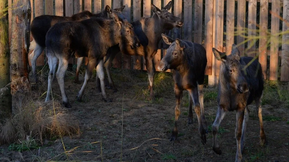 Fem älgkompisar, varav två från Öster Malma utanför Nyköping, har nyligen anlänt naturreservatet utanför Aalborg i Danmark (bild tagen vid framkomsten).