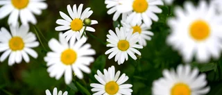 Mer blommor i rondellen       