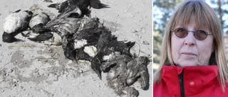 Färre ilandflutna fåglar • Insamlingen trappas ner • ”Kan tyda på att utbrottet av fågelinfluensa börjar avta”