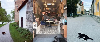 Instagramkatten Lennart om livet i Mariefred: "Jag har många vänner här i stan" ✓Kändisskapet ✓Favoritrestauranger