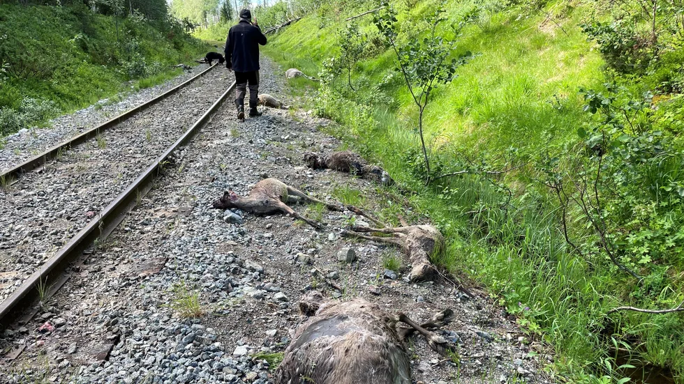 Tragedin längs Inlandsbanan. I lördags körde persontåget på en renhjord och dödade över 60 renar. Händelsen inträffade utanför Kåbdalis i Udtja sameby.