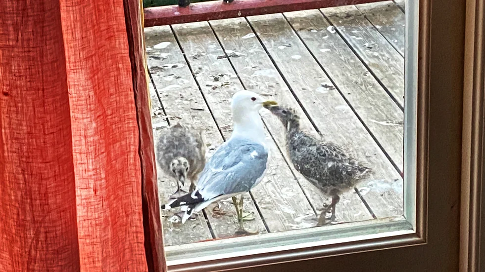 Fiskmåsar som spyr upp halvsmält fisk ute på balkongen, vardag den här sommaren hemma hos Henrik Radhes familj.