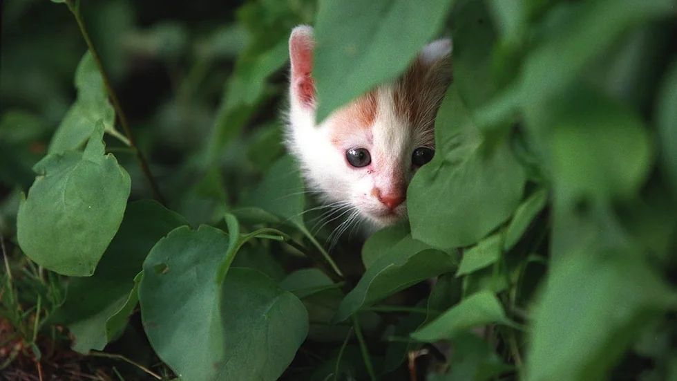Enligt djurskyddslagen ska djur behandlas väl och skyddas mot onödigt lidande och sjukdom. Nu åtalas en kattägare för djurplågeri alternativt brott mot djurskyddslagen. Enligt veterinärer och åklagare ska kattägaren ha utsatt sin katt för lidande när den enligt veterinärerna var svårt sjuk och behövde avlivas.(Katten på bilden är inte den katt som omnämns i artikeln. Bilden är tagen vid ett annat tillfälle)