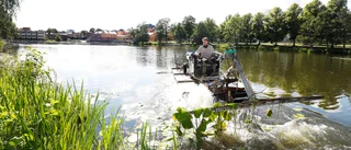 Bandvagn på vatten håller näckrosorna i schack: "Tusentals kvadratmeter"