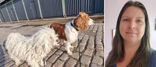 Högt tryck på hunddagis – men pandemihundarna har svårt att klara inskolningen: "Kan ställa till det ordentligt" 