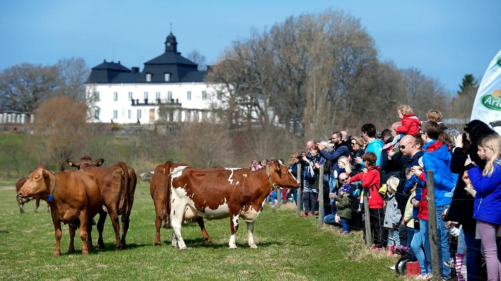 Korna släpps på grönbete i Sörmland i helgen. Så här såg det ut när korna på Öknaskolan kom ut i solljuset 2014.
