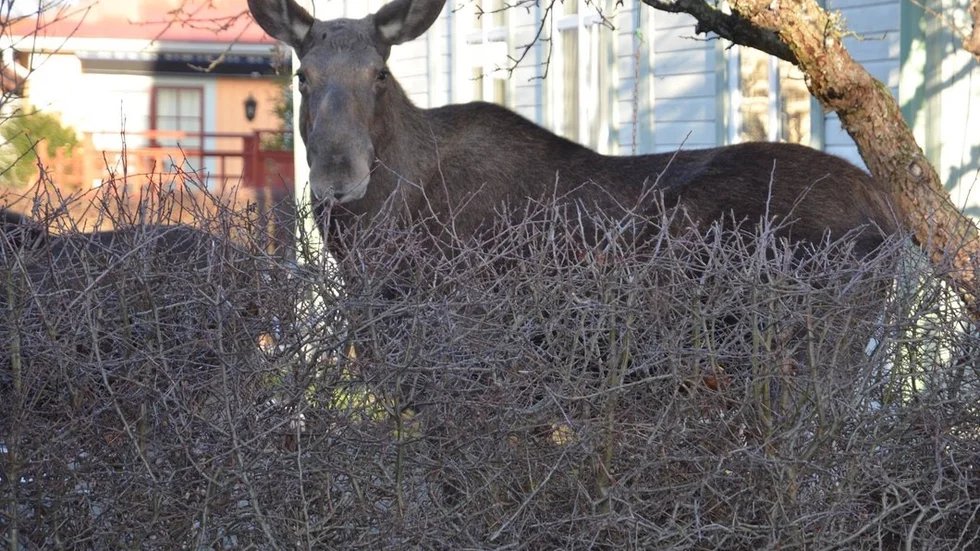 Bild på en älgko vid ett tidigare tillfälle i centrala Trosa.