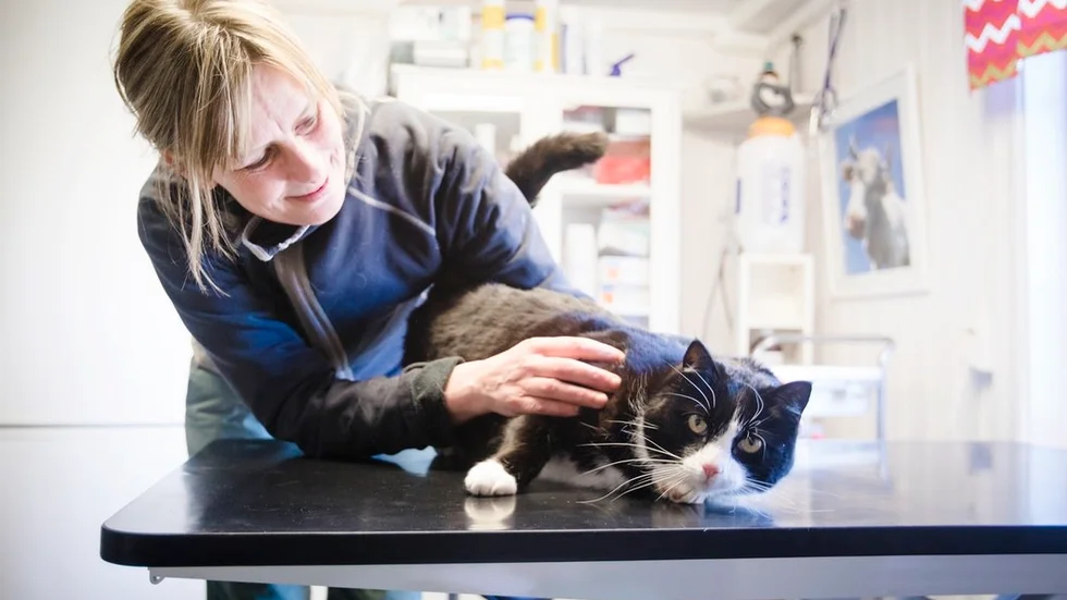 "Ta demt lugn med djuren i värme. Ha dem inte i bilen över huvud taget om inte AC:n är på", säger veterinär Karolina Rudstedt.