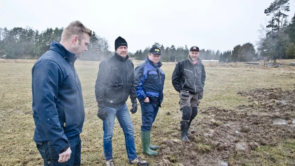 Andreas Andersson, Anders Alm och Alf Hedlund inspekterar resultatet av vildsvinens framfart på Tomas Ånestrands gård Viby norr om Björnlunda.
