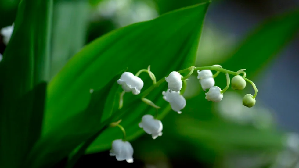 Missa inte doften av den här, de blommar nu.