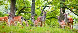 Kungens hjortar väcker oroliga frågor