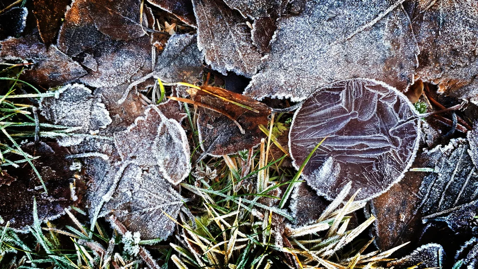 Frosten ger oss vackra bilder!