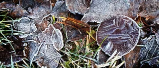 Läsarbilden: Frosten ger oss vackra bilder!