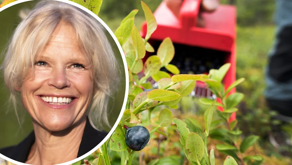Intresset bland utländska bärplockare har varit extremt stort i år om man jämför med förra året, menar Catarina Lundberg, Norrskensbär i Jörn.