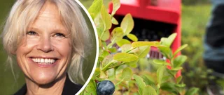 Smittade bärplockare fortsätter jobba: "Spelar ingen roll om de är sjuka"