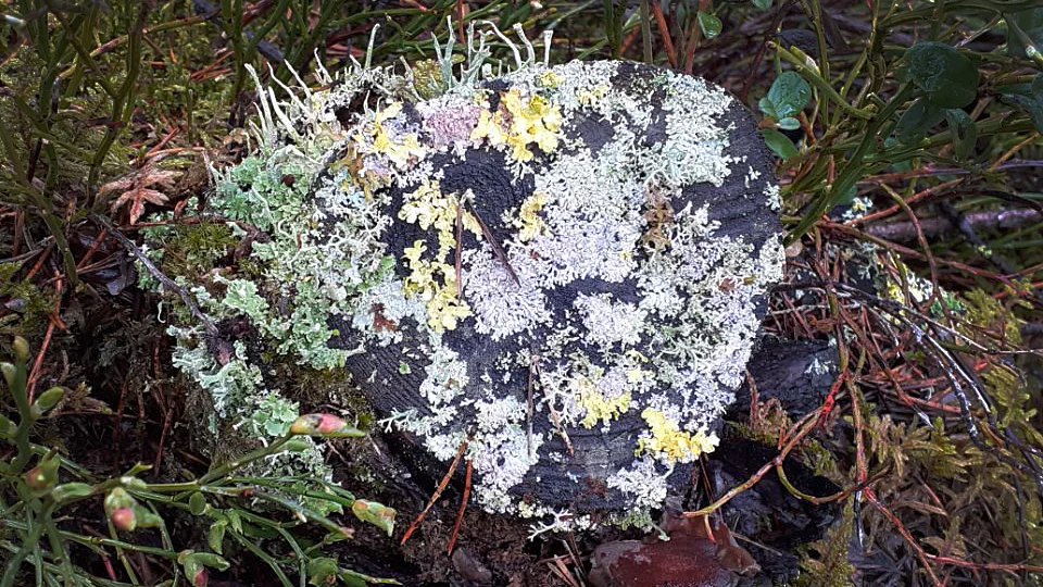 Vacker som ett smycke i skogen.