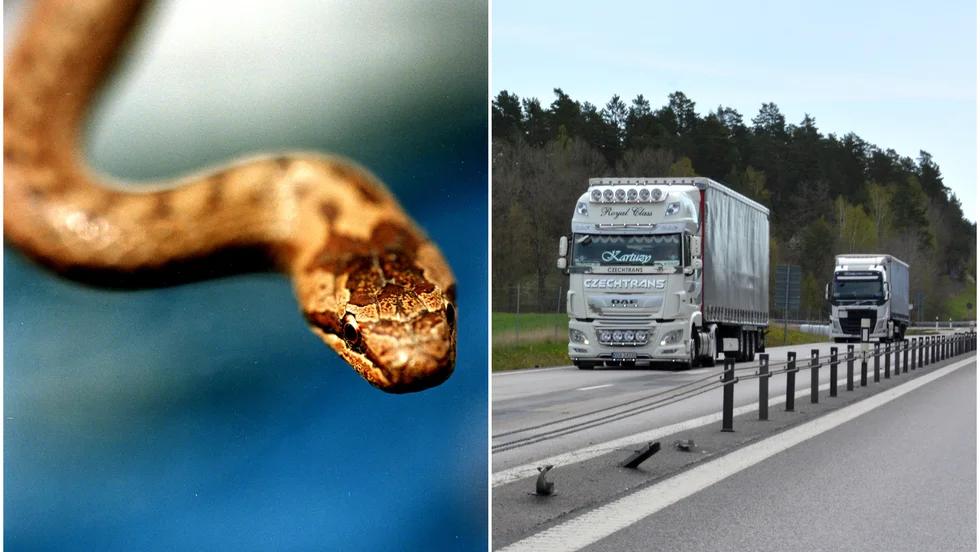 Den rödlistade hasselsnoken ska räddas från den tunga trafiken på E22.