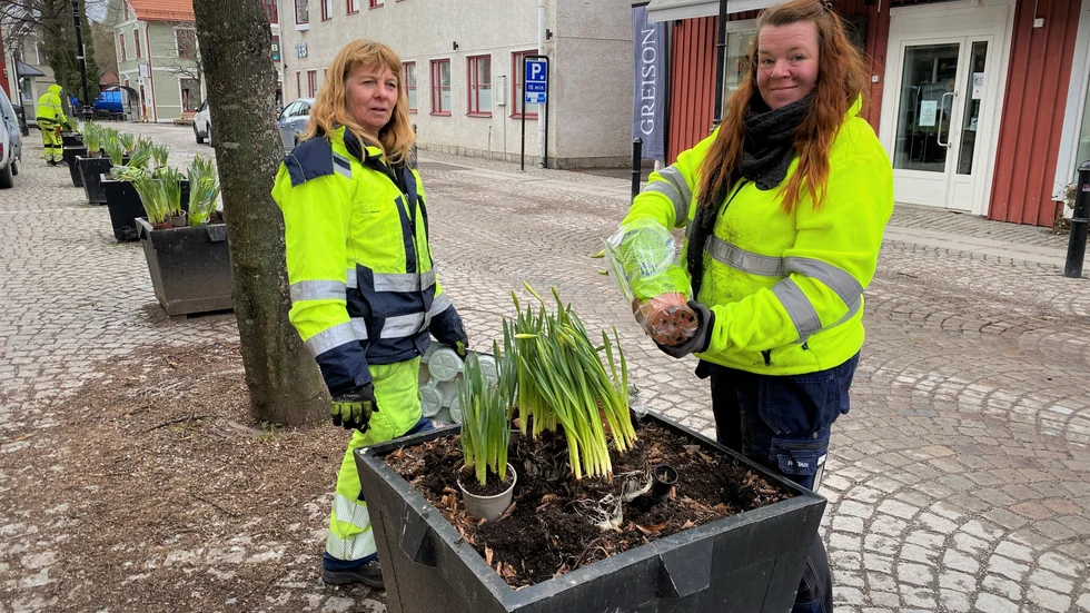 Annelie Mellström och Nina Luthander är i full gång med att plantera påskliljor och penséer runt om i kommunen inför påsk. 