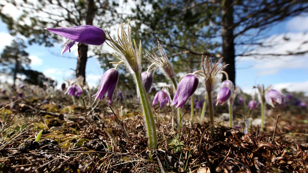 Nipsippan förekommer rikligt i bland annat Ryssland och Nordamerika.