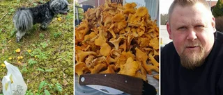 Andreas har skördat kantareller sen midsommar