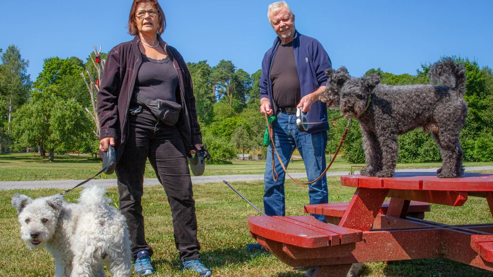 Kerstin Lantz och Roland Johansson promenerar ofta i parken med sina hundar av rasen pumi.