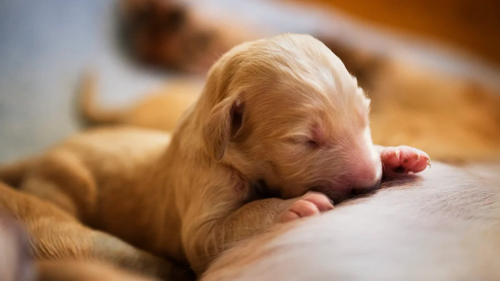 Bilden visar två dagar gamla valpar av rasen saluki. Valparna och rasen på bilden har inget samband med artikeln. 