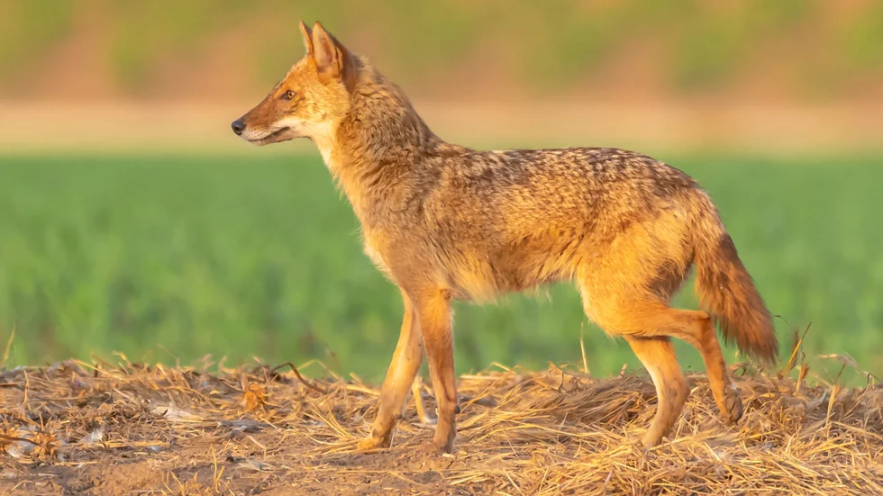 Guldschakal (Canis aureus). Detta exemplar är fotat i Israel. Arkivbild.