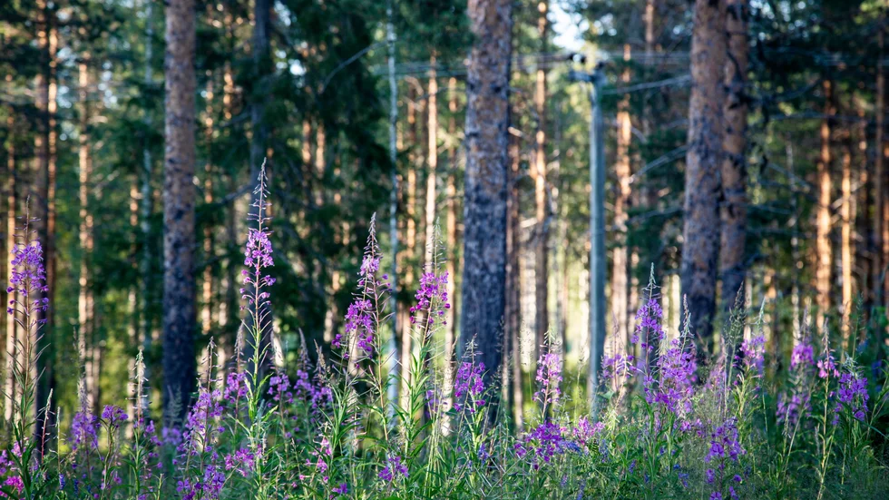 Att den svenska skogspolitiken bör bestämmas i Sverige och inte i EU är en principiell fråga, det är en fråga om äganderätten. Men det är också en ekonomisk fråga, skriver Alice Teodorescu Måwe (KD) och Ulf Rosén (KD).