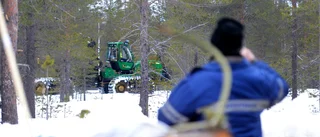 Efter protesterna – nu ska skogen inventeras