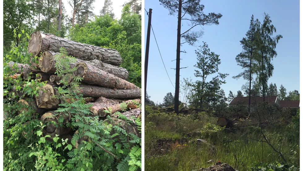 Avverkningen vid Solhem i Gertrudsvik: ett avtalsbrott, enligt de boende. En tolkningsfråga, enligt Daniel Niklasson, samhällsbyggnadschef. 